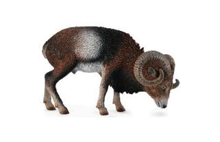 Europäischer Mufflon