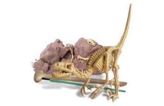 Dinosauří kostra - velociraptor