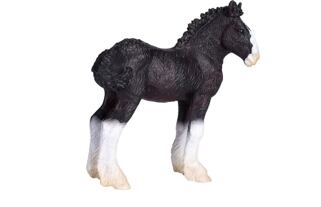 Mojo Shirský kůň hříbě