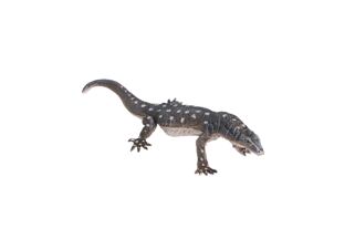 Mojo Varan obrovský