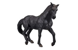 Mojo Andaluský kůň černý
