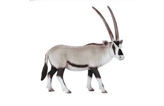 Mojo Přímorožec arabský