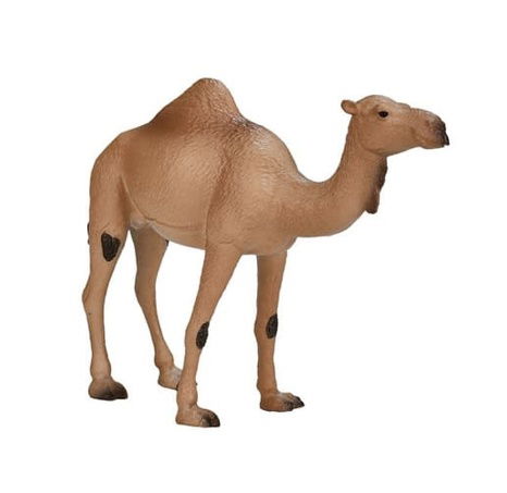 Mojo Velbloud jednohrbý