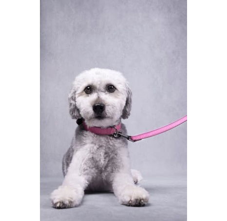 Flamingo Leza Obojek s neoprenovým polstrováním Růžová S/M