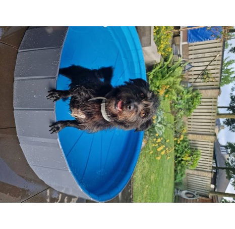 Flamingo Sprinkle Bazén pro psy šedá/modrá 160x30cm