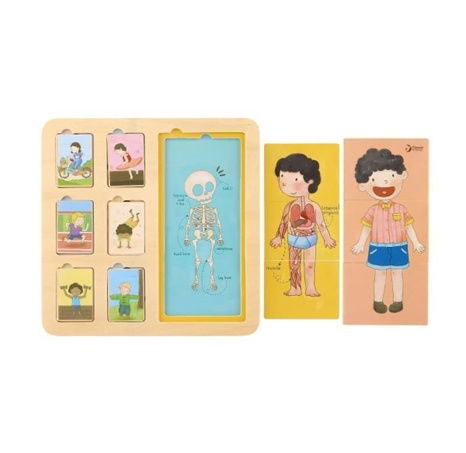 Classic World Vkládačka lidské tělo