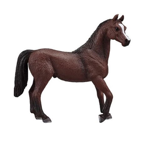 Mojo Arabský hřebec kaštan