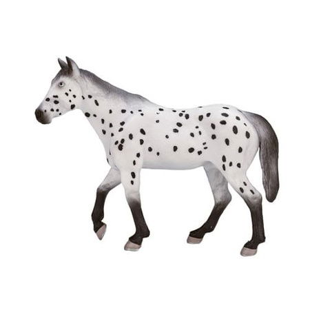 Mojo Appaloosa hřebec