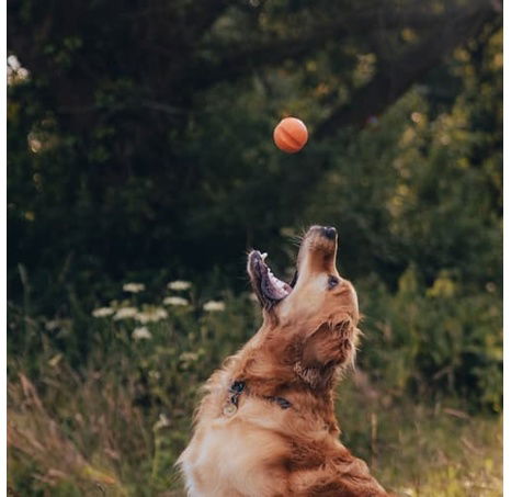 Beco Fetch Ball Hračka pro psy oranžová 6,5cm