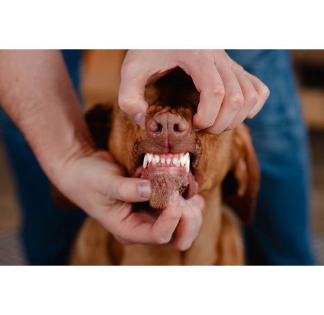 ALMI Medium Junior 3kg