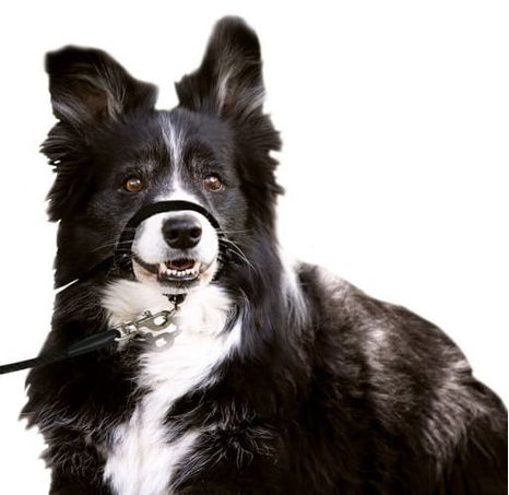 Karlie Ohlávka jednoduchá černá S