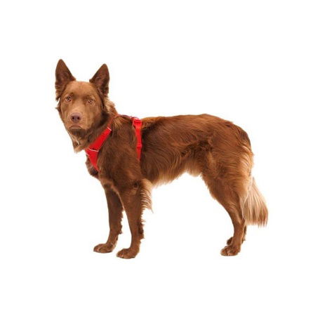 RUFFWEAR Front Range® Postroj pro psy Red Canyon L/XL