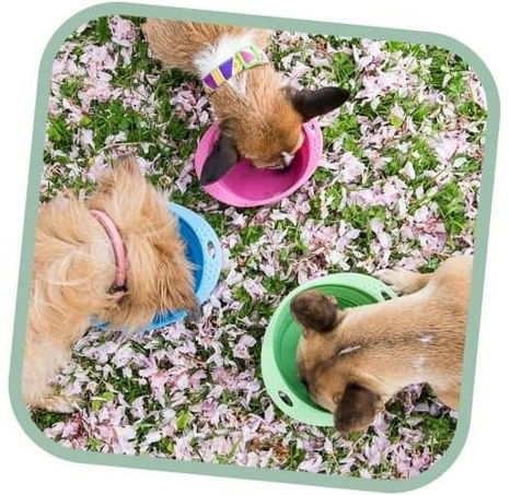 Miska pro psa, cestovní, BecoBowl Travel-pink M, EKO