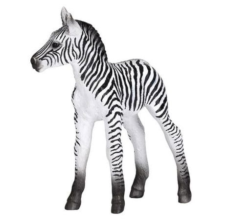 Mojo Zebra mládě