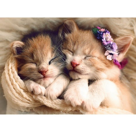 Trefl Puzzle Spící koťata 500 dílků 48x34 cm