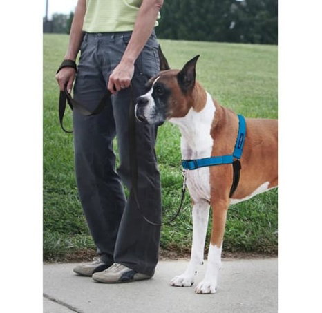 PetSafe® Postroj EasyWalk Deluxe modrý velikost M/L