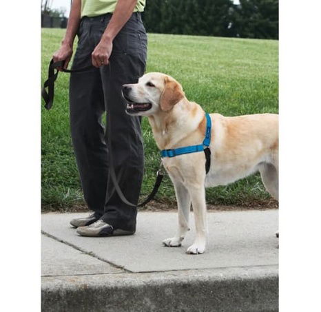 PetSafe® Postroj EasyWalk Deluxe modrý velikost L