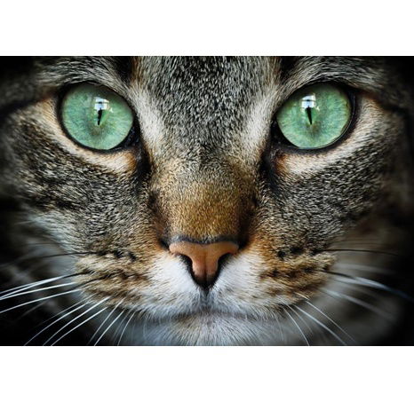 ZELENOOKÁ KOČKA 300 XL Puzzle NOVÉ