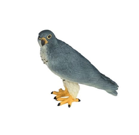 Mojo Sokol stěhovavý