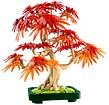 LEGO® Botanicals 10348 Bonsaj – Japonský červený javor