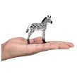 Mojo Zebra mládě