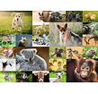 Ravensburger: Collage von Babytieren 200 Teile