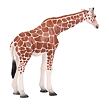 Mojo Žirafa samice