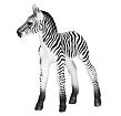 Mojo Zebra mládě