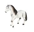 Mojo Andaluský kůň šedý